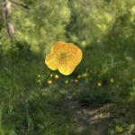 Now Available at HEMPHILL Artworks: Buttercup on the Path by Anne Rowland