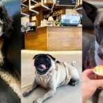 Chez Lily’s New Special is For the Dogs!